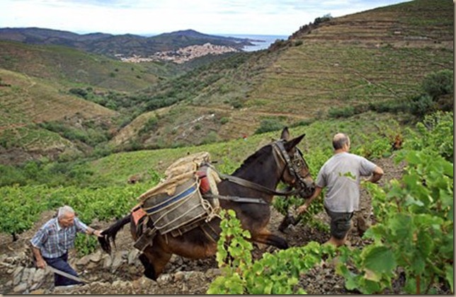 roussillon-french-vineyard-lg--gt_full_width_landscape