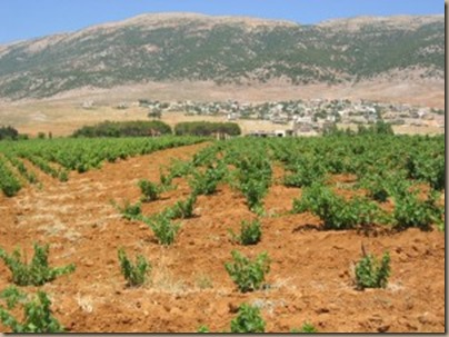 Chateau-Musar-vineyards-300x224