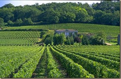 bordeaux vineyard