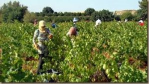lebanese wine growing