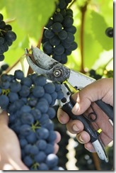 hand harvesting grapes
