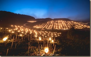 vineyard fires vineyard fires