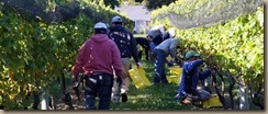 vineyard workers