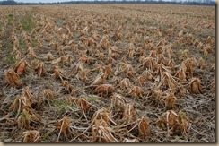 rotting crops