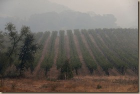smoke in vineyards