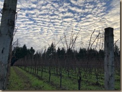 willamette valley
