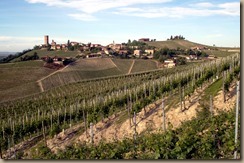 barbaresco vineyards