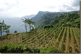 madeira vineyards
