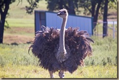 ostrich