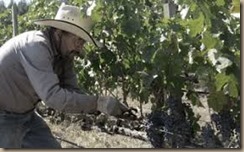 vineyard worker