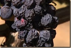 wine and climate change