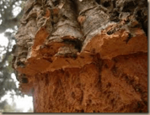cork tree