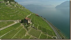 swiss vineyards