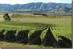 Vineyards in New Zealand