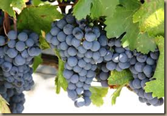 cab grapes