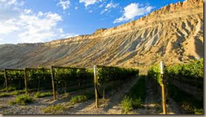 colorado vineyard