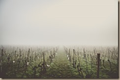 fog in vinyard