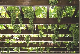 grapes hanging
