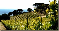 cava vineyards cava vineyards