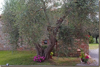 ciacci-olive-trees