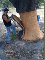 cork harvest
