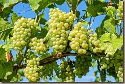 grapes-2656259__340