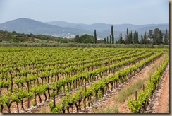 vineyards in provence