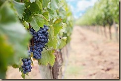 grapes-1952035__340