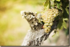 grapes-1048826_960_720