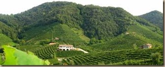 friuli vineyards