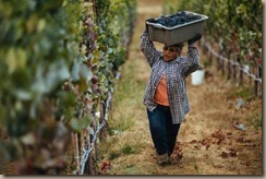 latina women harvesting