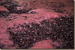 native yeast ferment