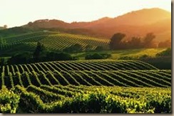 napa vineyards