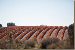 photo-1446413145391-40052a2477ee