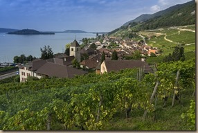 vineyard-3619525_960_720