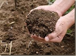 vineyard soil