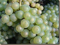 chardonnay grapes 2