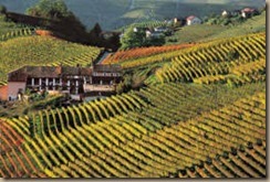 vineyards in barolo 2