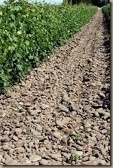 rocks in the vineyard