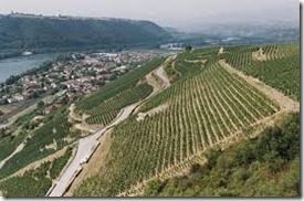 cote rotie vineyards