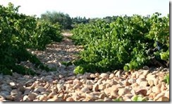 stones in the vineyard