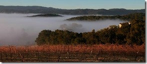 fog over vineyards