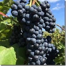 marquette grapes