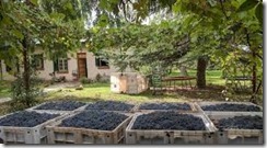 artisanal winemaking