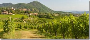 vineyard in prosecco