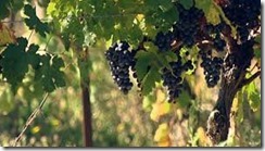 vineyard photo