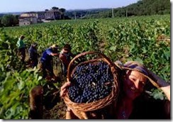 vineyard workers