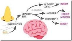 Flavor, Memory, and Emotion – Exploring the Philosophy of Food and Wine