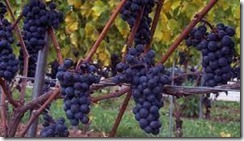 hybrid grapes