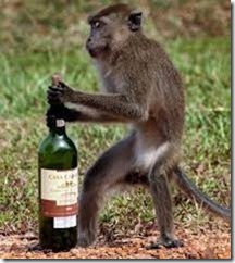 drunk monkeys